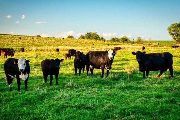 poljoprivreda-stočari-narodno-hr