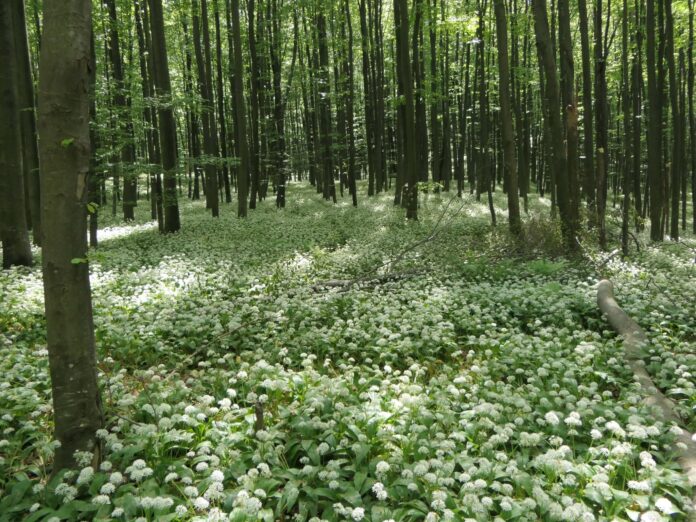 Hr. Šume-narodno-hr