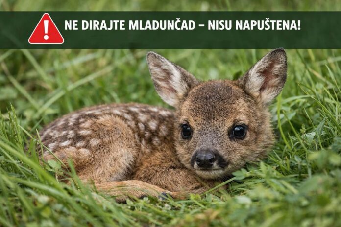 Mladunčad-narodno-hr