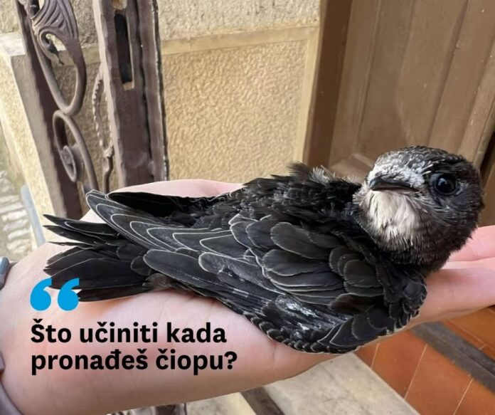 Čiopa-narodno-hr